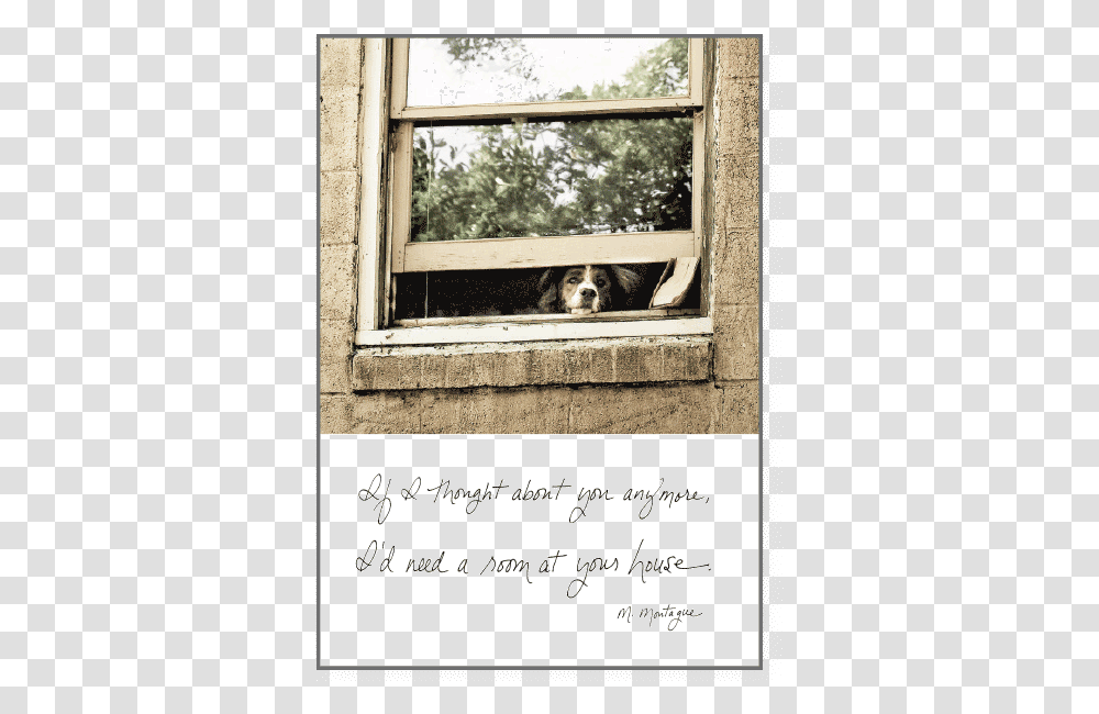 If I Thought About YouClass Window, Dog, Pet, Canine, Animal Transparent Png