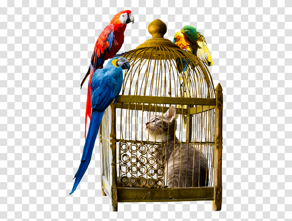 If You Care About What Other People Think You Will, Macaw, Parrot, Bird, Animal Transparent Png