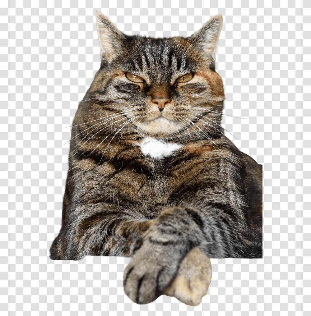 If Your Cat Could Text You It Wouldn T, Manx, Pet, Mammal, Animal Transparent Png