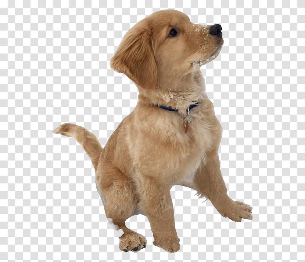 Ig, Golden Retriever, Dog, Pet, Canine Transparent Png