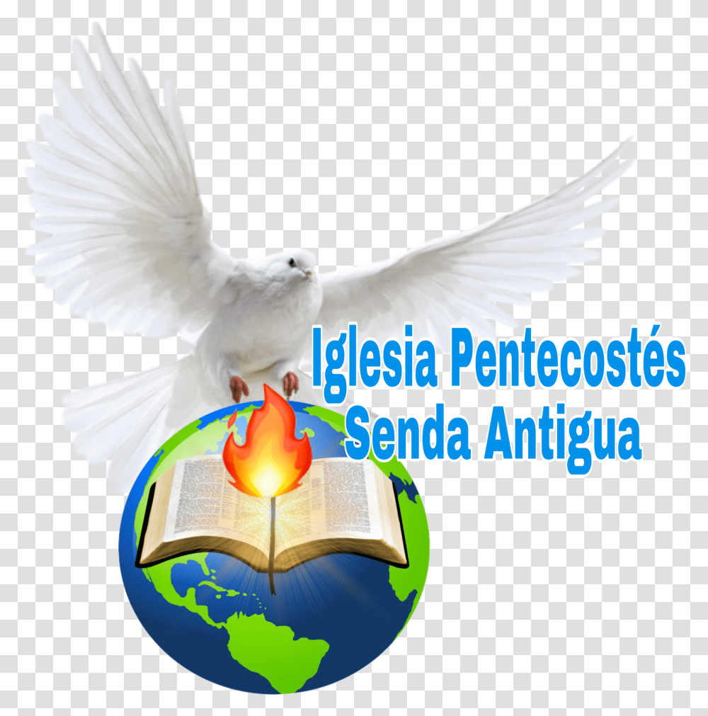 Iglesias Pentecosts Senda Antigua Inc Flight, Bird, Animal, Dove, Pigeon Transparent Png