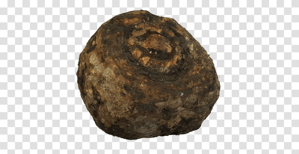 Igneous Rock, Plant, Fossil, Fungus, Turnip Transparent Png