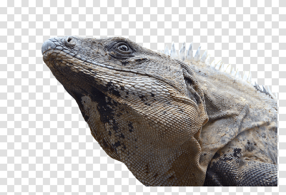 Iguana 960, Animals, Lizard, Reptile Transparent Png