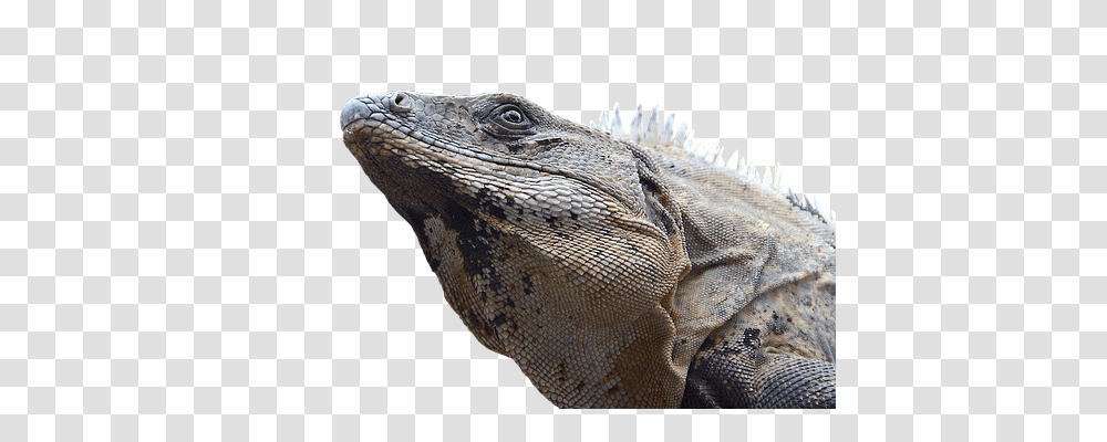 Iguana Nature, Lizard, Reptile, Animal Transparent Png