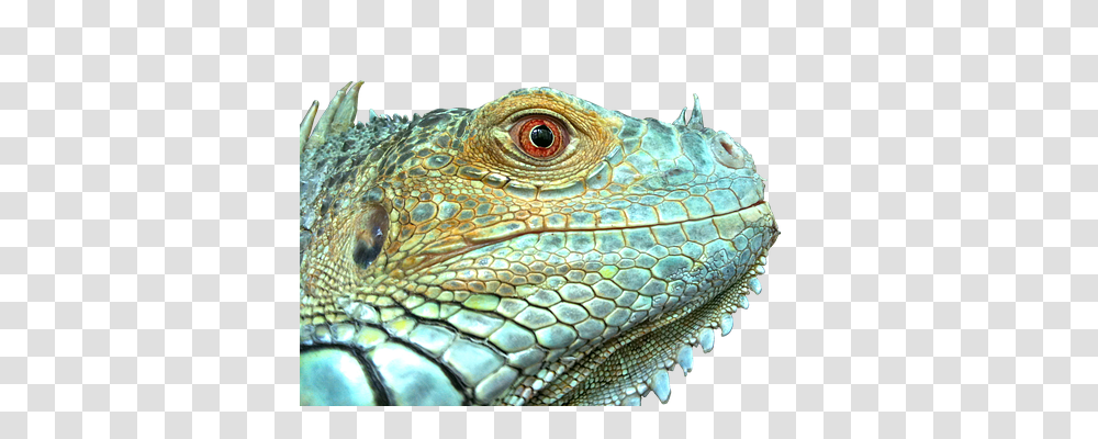 Iguana Animals, Lizard, Reptile, Snake Transparent Png