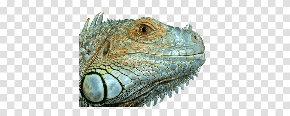 Iguana Animals, Lizard, Reptile, Snake Transparent Png