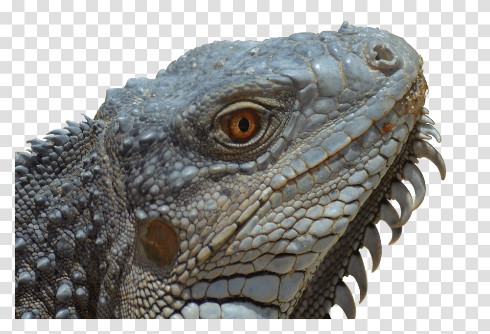 Iguana 960, Animals, Lizard, Reptile, Turtle Transparent Png