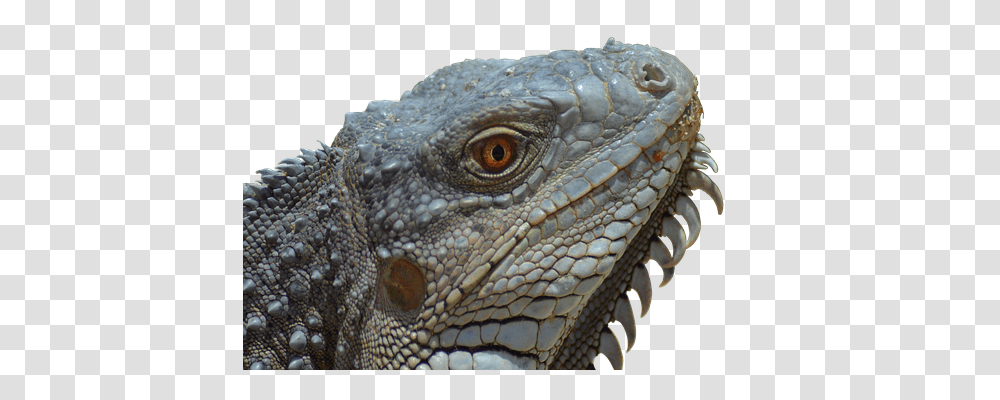 Iguana Nature, Lizard, Reptile, Animal Transparent Png