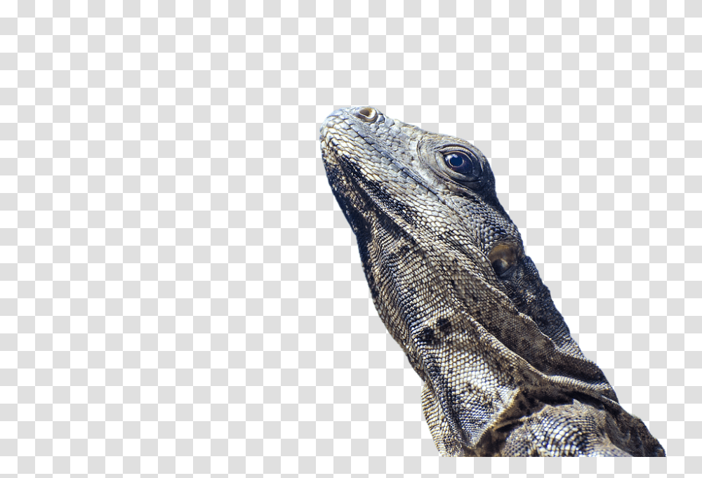 Iguana 960, Animals, Lizard, Reptile Transparent Png