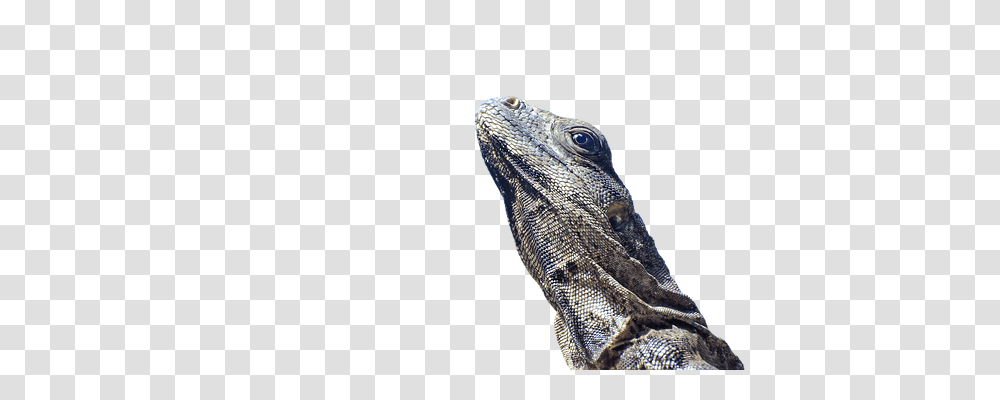 Iguana Animals, Lizard, Reptile Transparent Png