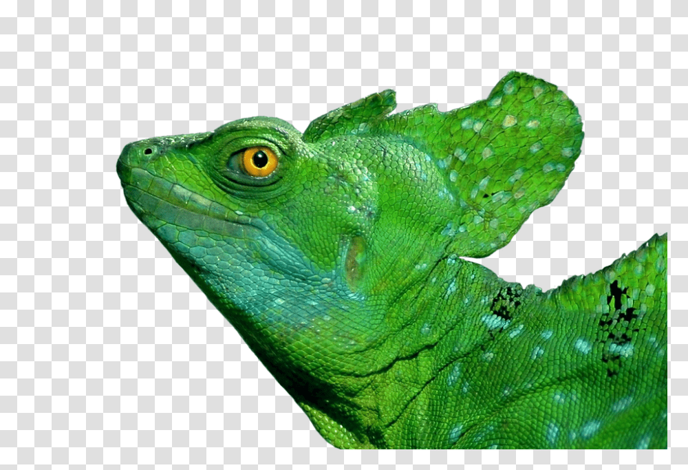 Iguana 960, Animals, Lizard, Reptile, Green Lizard Transparent Png