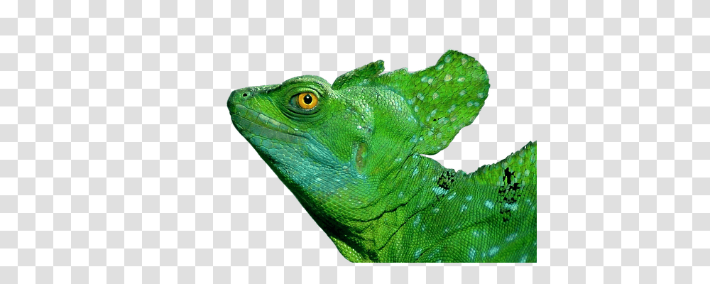 Iguana Animals, Lizard, Reptile, Green Lizard Transparent Png