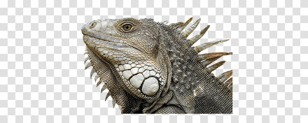 Iguana Nature, Lizard, Reptile, Animal Transparent Png