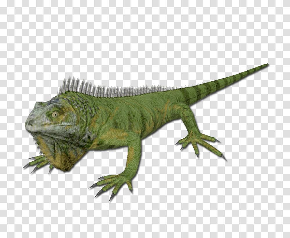 Iguana, Animals, Dinosaur, Reptile, Lizard Transparent Png