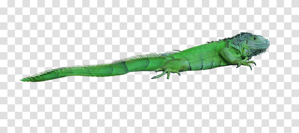 Iguana, Animals, Green Lizard, Reptile, Gecko Transparent Png