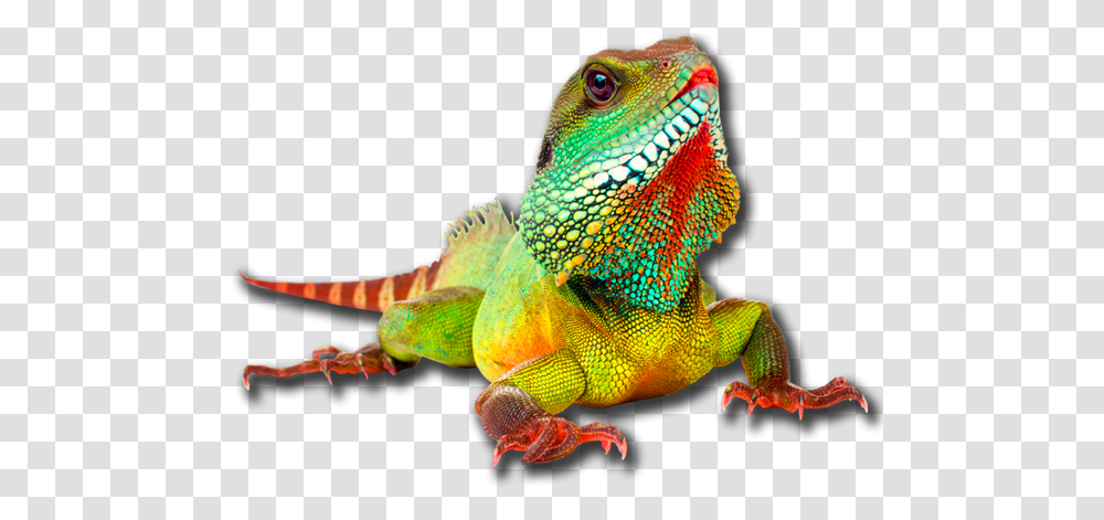 Iguana, Animals, Lizard, Reptile, Dinosaur Transparent Png