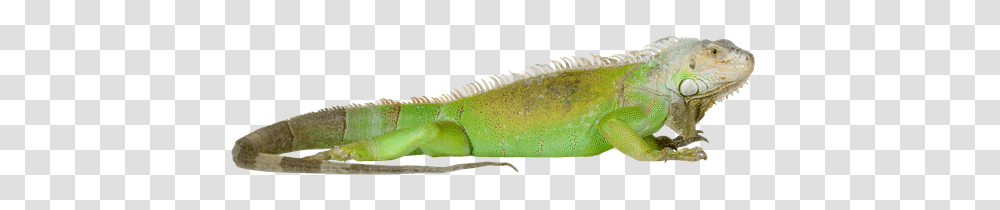 Iguana, Animals, Lizard, Reptile, Fish Transparent Png