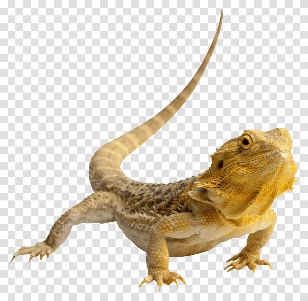 Iguana, Animals, Lizard, Reptile, Gecko Transparent Png