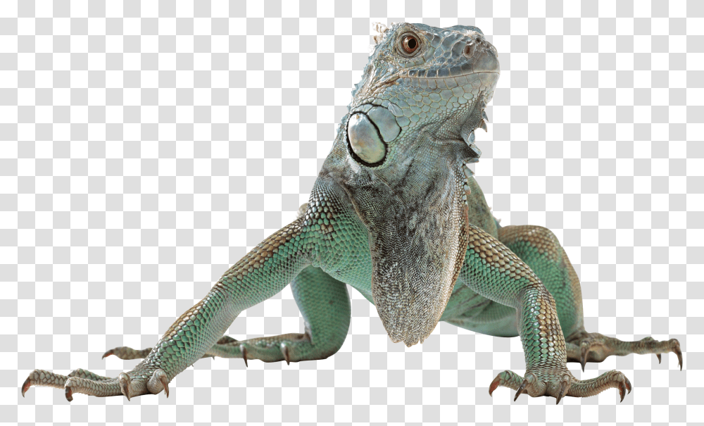 Iguana, Animals, Lizard, Reptile, Gecko Transparent Png