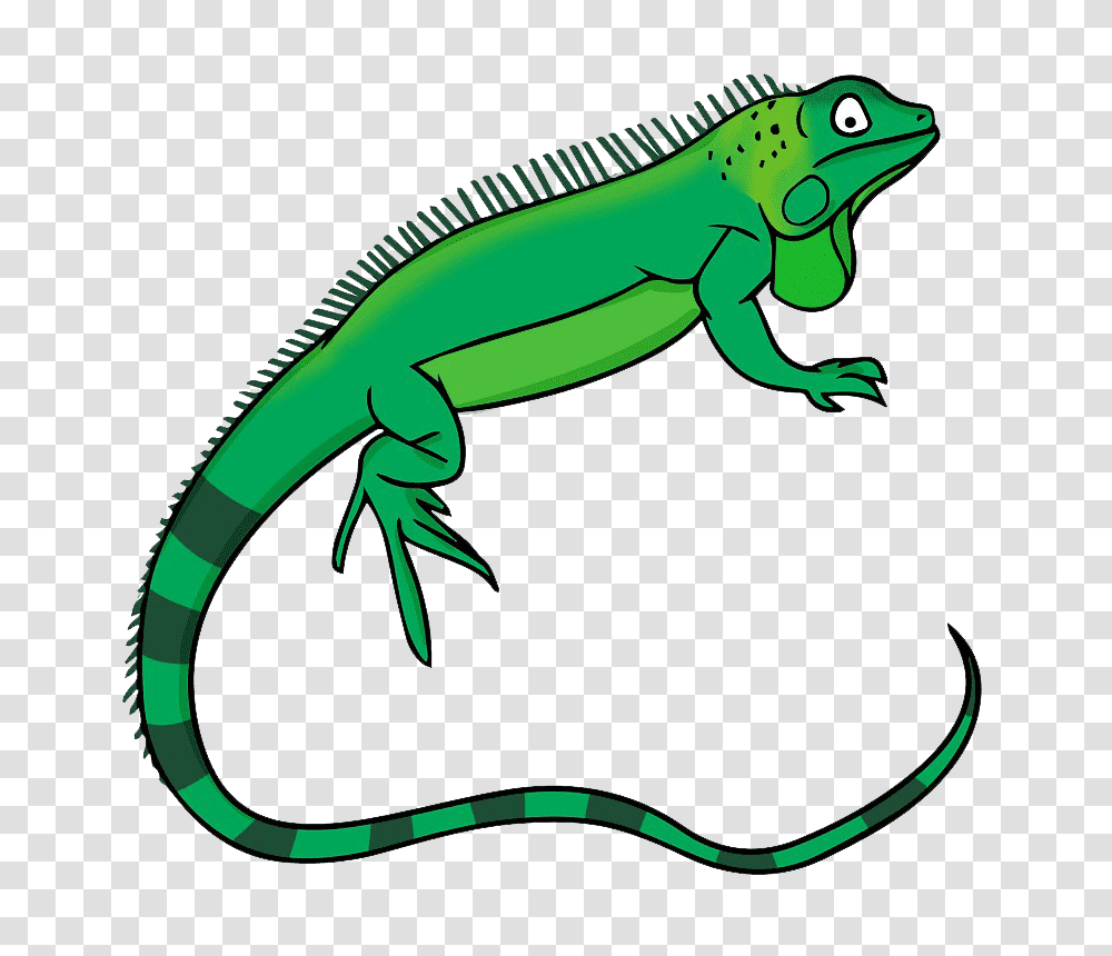 Iguana, Animals, Lizard, Reptile, Green Lizard Transparent Png