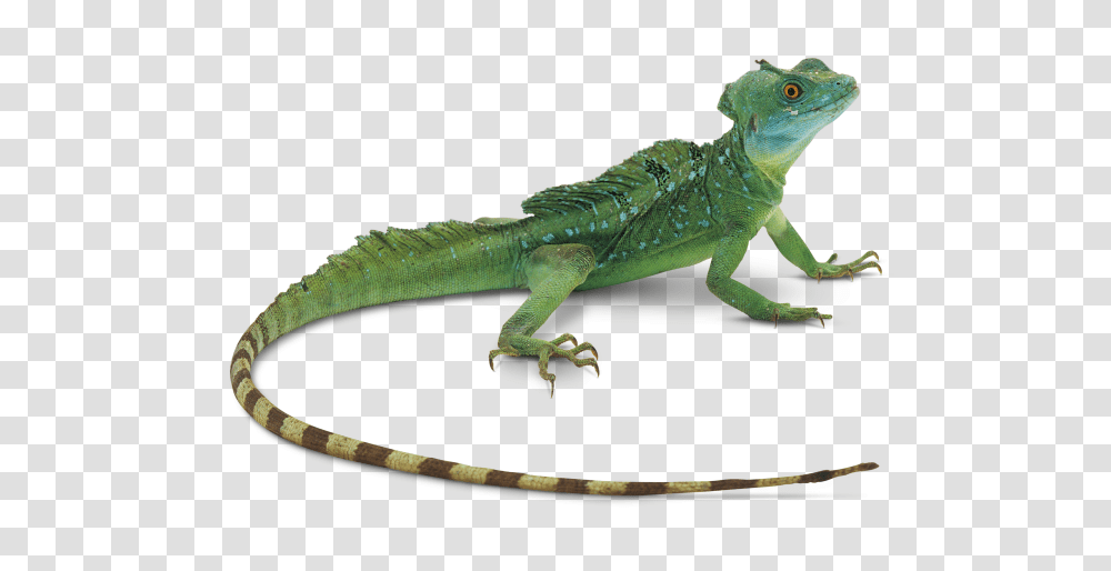 Iguana, Animals, Lizard, Reptile, Green Lizard Transparent Png