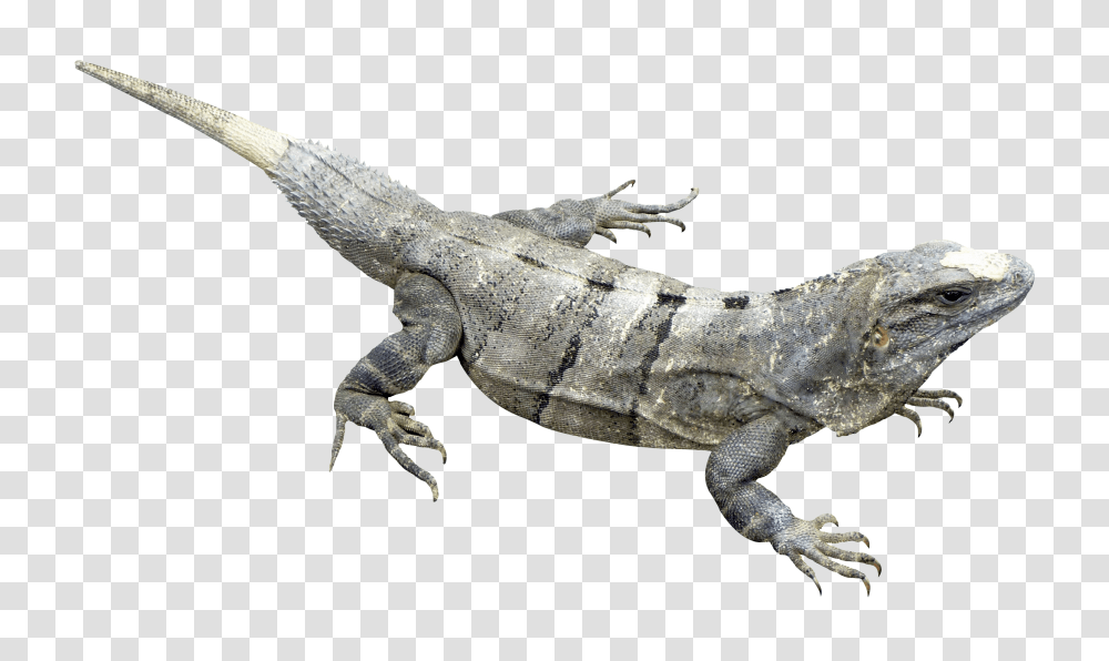 Iguana, Animals, Lizard, Reptile, Hook Transparent Png