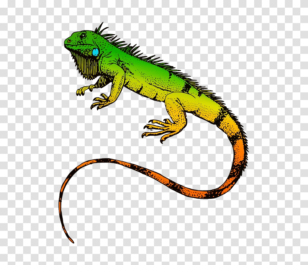 Iguana, Animals, Lizard, Reptile, Snake Transparent Png