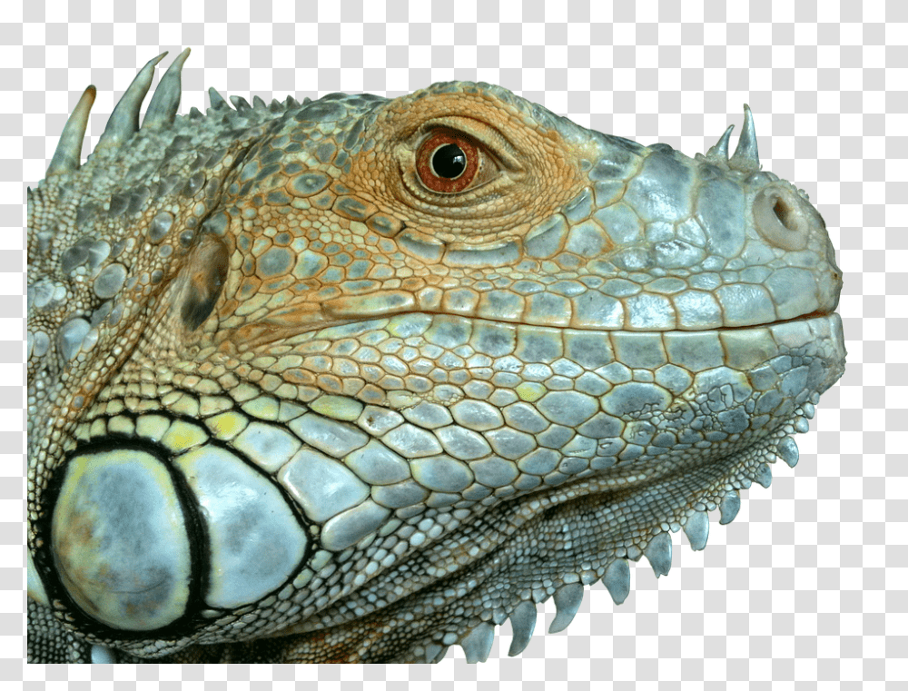 Iguana, Animals, Lizard, Reptile, Snake Transparent Png