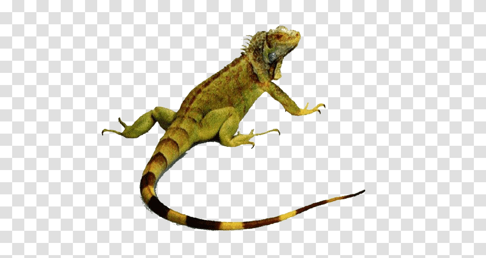 Iguana, Animals, Lizard, Reptile Transparent Png