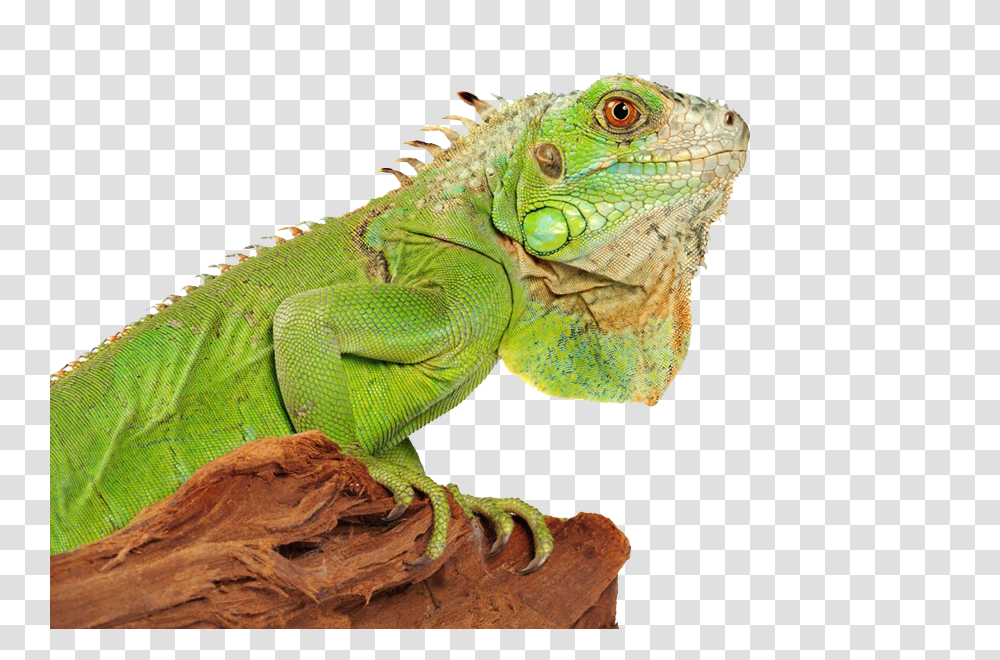 Iguana, Animals, Lizard, Reptile Transparent Png