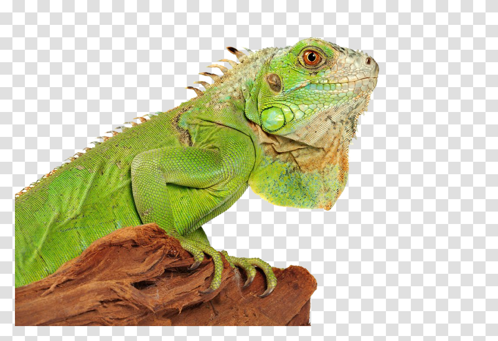 Iguana, Animals, Lizard, Reptile Transparent Png