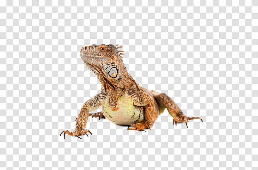 Iguana, Animals, Lizard, Reptile Transparent Png