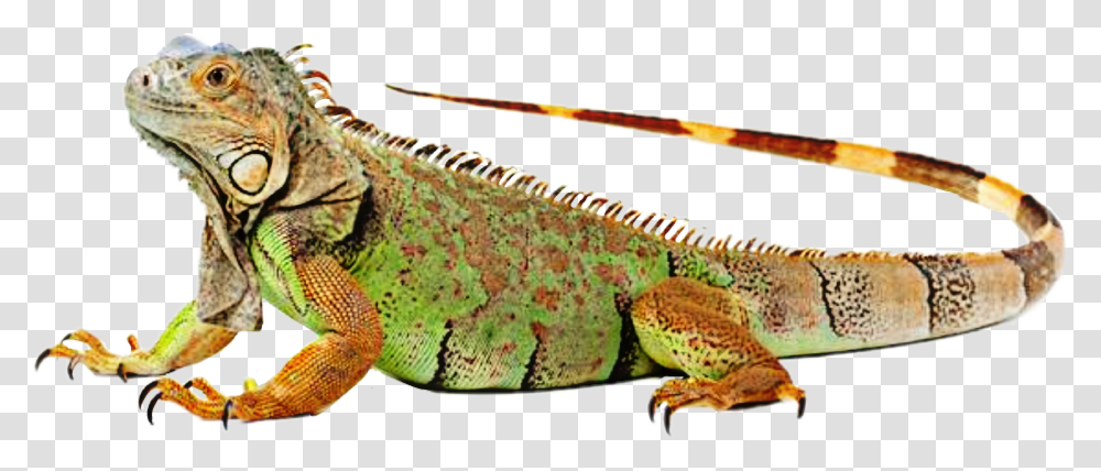 Iguana Clipart Colorful Iguvana, Lizard, Reptile, Animal Transparent Png