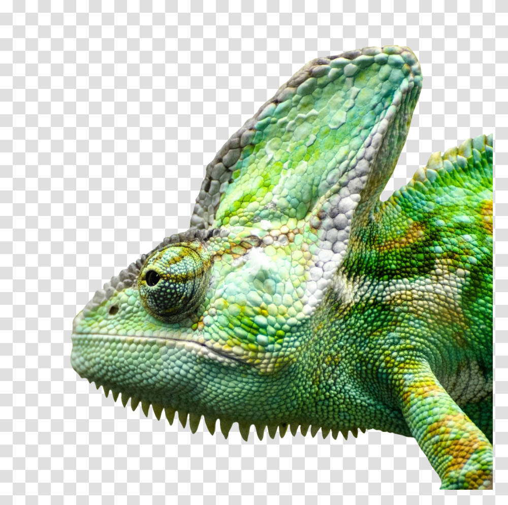 Iguana Face Image, Animals, Lizard, Reptile, Snake Transparent Png