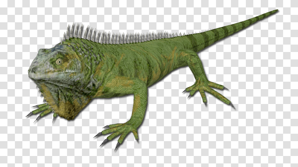 Iguana Iguana, Lizard, Reptile, Animal, Dinosaur Transparent Png