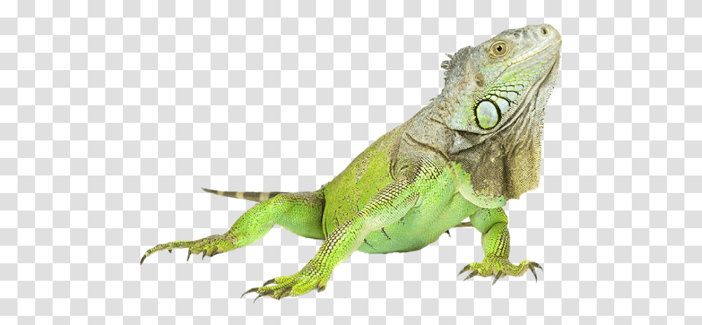 Iguana Iguana, Lizard, Reptile, Animal, Green Lizard Transparent Png