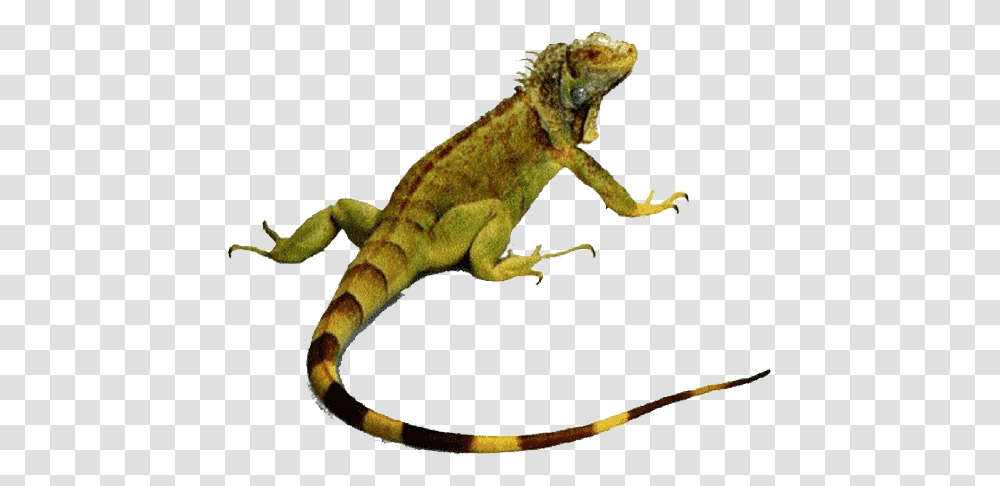 Iguana Iguana, Lizard, Reptile, Animal, Panther Transparent Png