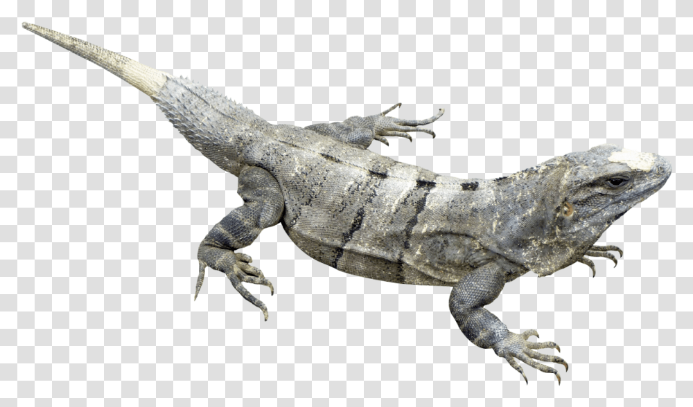 Iguana Image Iguana, Lizard, Reptile, Animal, Hook Transparent Png