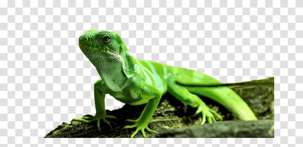 Iguana Images Download The Picture Of An Iguana, Lizard, Reptile, Animal, Green Lizard Transparent Png