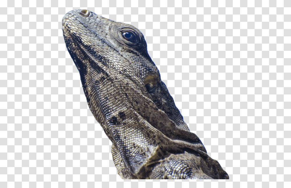 Iguana Lizard Background Free Wrinkly Lizards, Reptile, Animal Transparent Png