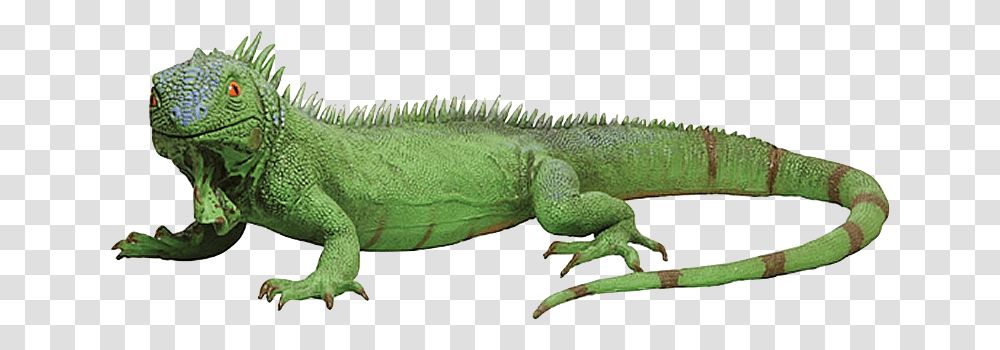 Iguana, Lizard, Reptile, Animal, Green Lizard Transparent Png
