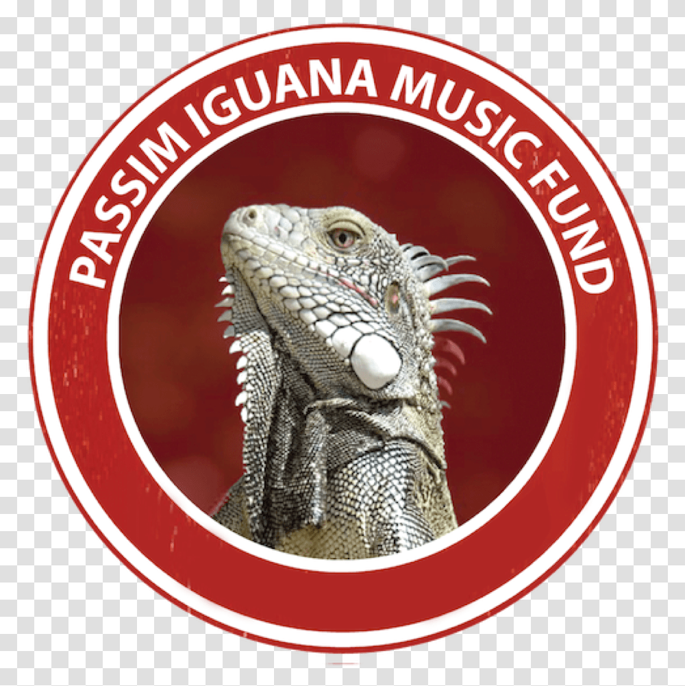 Iguana, Lizard, Reptile, Animal Transparent Png
