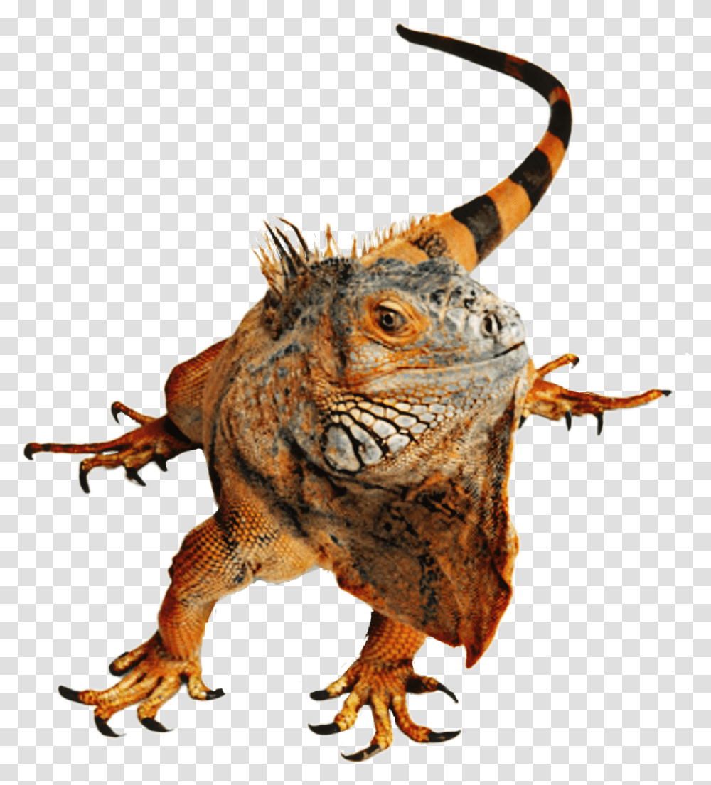 Iguana Lizard Reptile Lizards Stickers Clipart, Animal, Dinosaur, Panther, Wildlife Transparent Png