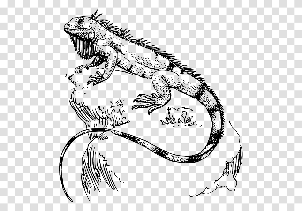 Iguana Para Pintar Art Tatt And Drawings Iguana Drawing, Lizard, Reptile, Animal, Dinosaur Transparent Png