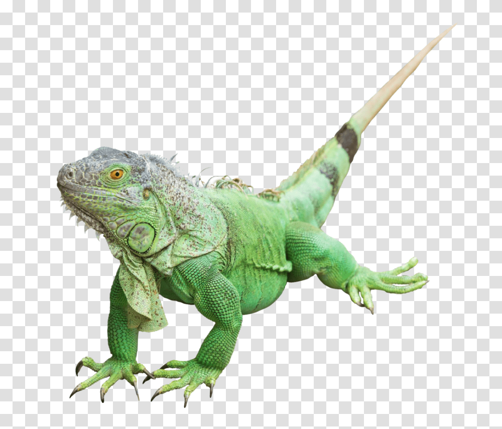 Iguana Photos Iguana, Lizard, Reptile, Animal Transparent Png