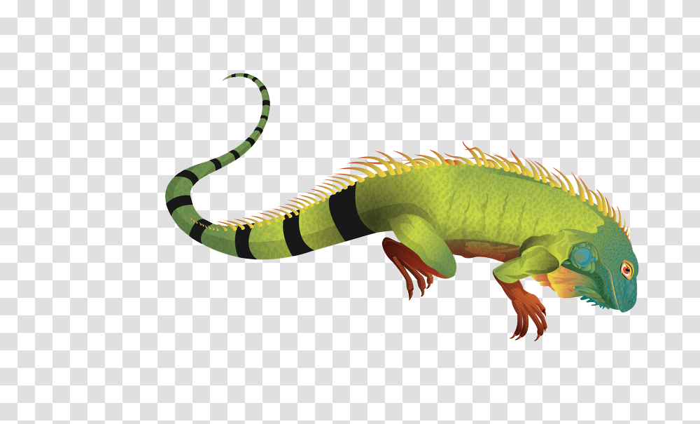 Iguana Pic, Lizard, Reptile, Animal, Snake Transparent Png