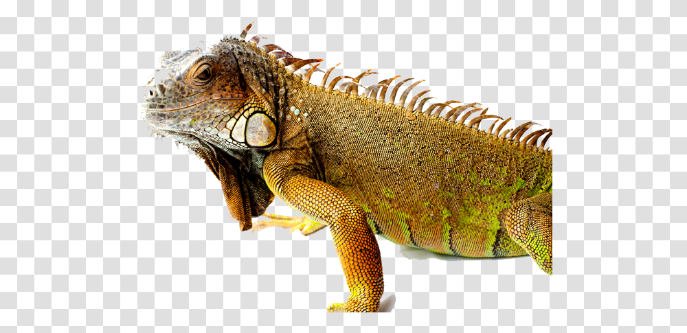 Iguana Picture Iguana, Lizard, Reptile, Animal Transparent Png