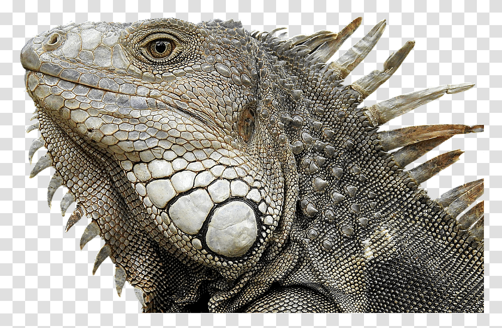 Iguana Portrait Profile Close Up Reptile Reptile Profile, Lizard, Animal, Turtle, Sea Life Transparent Png