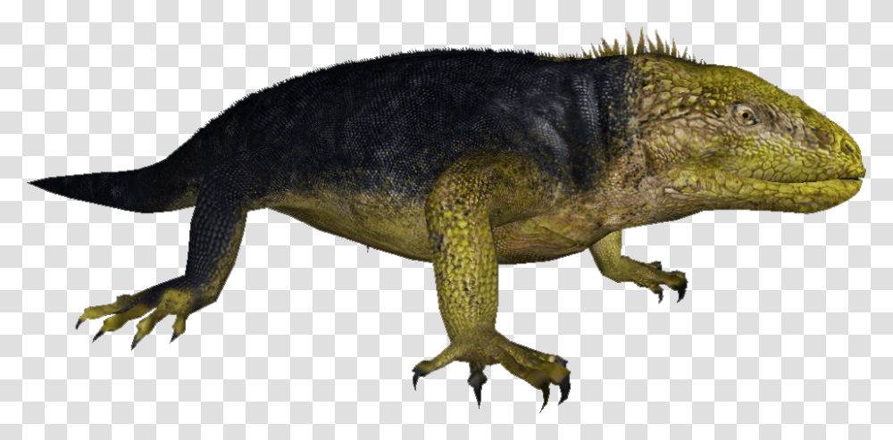 Iguana, Reptile, Animal, Dinosaur, Lizard Transparent Png