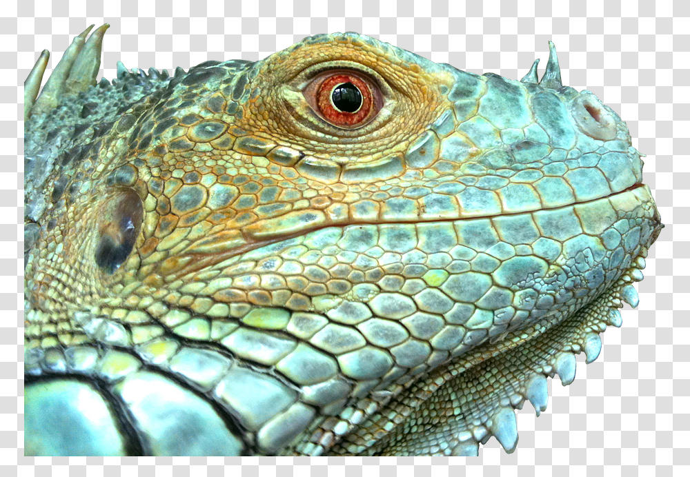 Iguana Reptile Lizard Green Blue Face Scale Lizard Scales, Animal, Snake Transparent Png